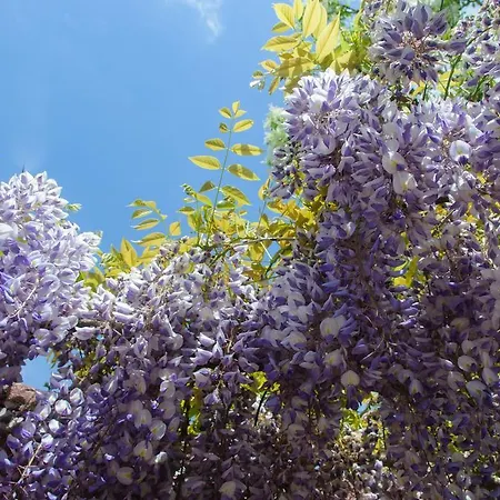 La Fenice ベッド・アンド・ブレックファスト モンテグリドルフォ