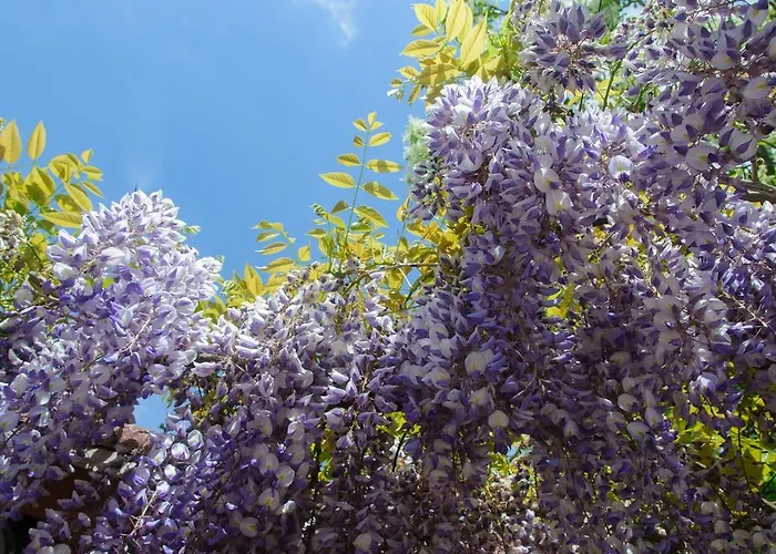 La Fenice Bed & Breakfast Montegridolfo